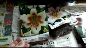 Сажаем лилию. Как сохранить проснувшуюся лилию до высадки в грунт