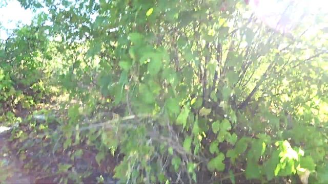 Смородина зреет рядом с черёмухой летом 2021 года смотреть онлайн