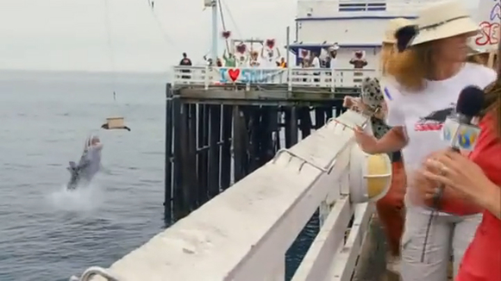 Акула напала на тюленя прямо в прямом эфире смотреть онлайн