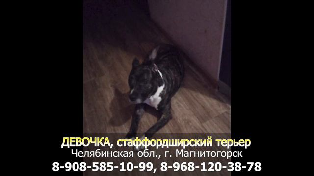 Пропала собака! ДЕВОЧКА, Стаффордширский терьер, Челябинская обл., г. Магнитогорск смотреть онлайн