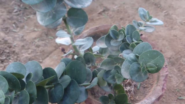 Karonda carandas plant смотреть онлайн