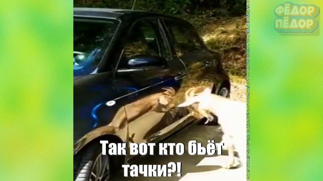 Летний выпуск! Смешные животные 2020, КОТЫ приколы , Собаки & Funny Animals Compilation (#18) смотреть онлайн
