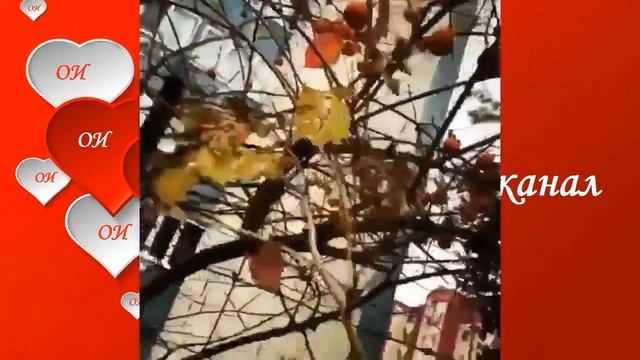 Дмитрий Пчела, Олеся Фаттахова Осенняя прогулка для Двоих Dmitrij Pchela, Olesya Fattahova смотреть онлайн