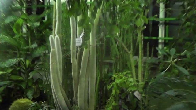 Устюг Вотчина Деда Мороза смотреть онлайн