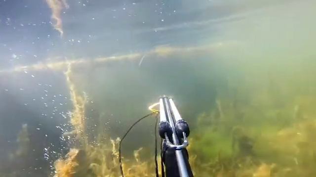 Подводная рыбалка | рыба Линь | выкладывать полную версию ?| смотреть онлайн