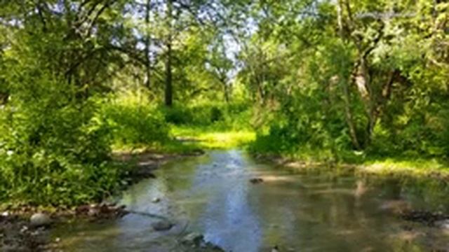 Nature Sounds, Birds Singing, Forest Sounds | Звуки природы, Пение птиц, Звуки леса. смотреть онлайн