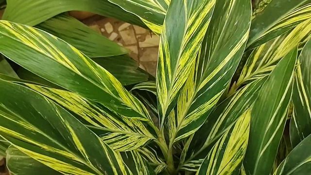 Alpinia Zerumbet plant#Shell ginger plant#it's care#propagation# смотреть онлайн