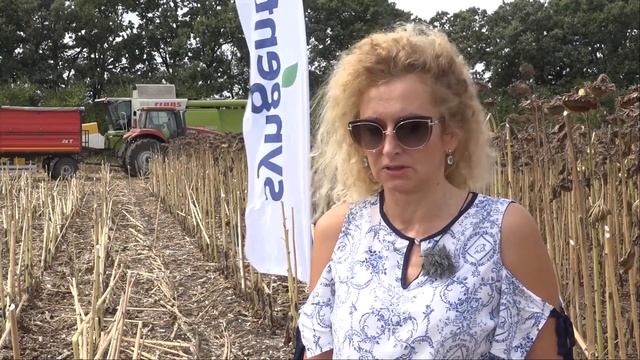Високоолеиновият хибрид Таленто с добиви над 350 кг./дка смотреть онлайн