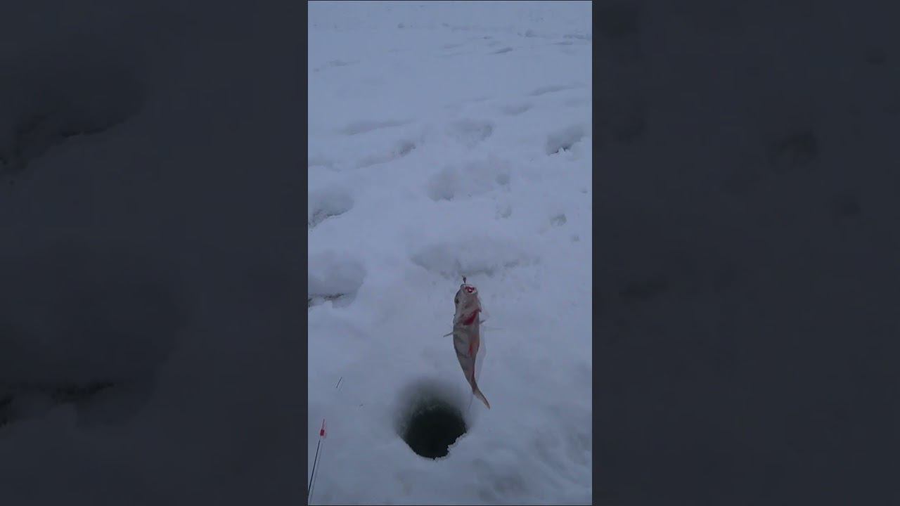 Зимняя рыбалка Ловля окуня со льда #рыбалка #fishing #fishingvideo #shortvideo смотреть онлайн