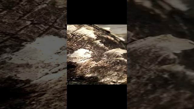 березка смотреть онлайн