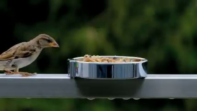 В следующей жизни, когда я стану кошкой...