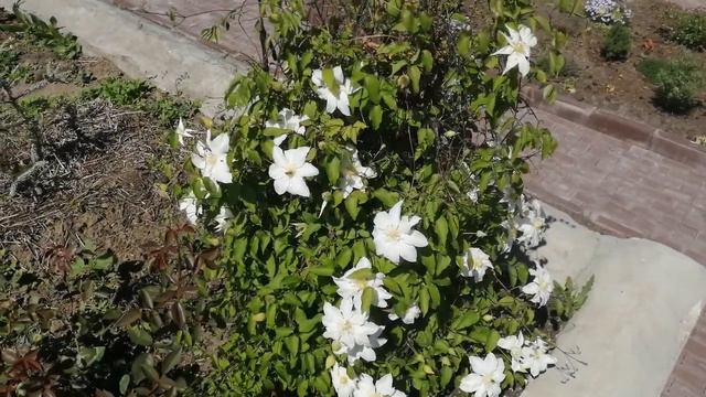 Клематис! Самое раннее цветение! смотреть онлайн