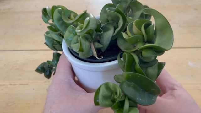 Hoya Carnosa Compacta "Hindu Rope" Care | A Plant A Week смотреть онлайн