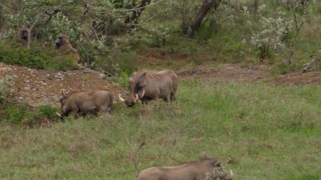 Кения. Прогулка по национальному парку Hell'sGate, еще больше животных. смотреть онлайн