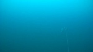 Троллинг симы 2022.Съемки под водой. Underwater salmon trolling.