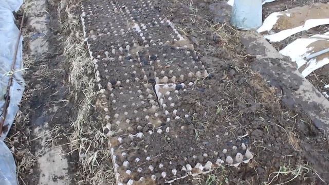 Посадка Моркови В Яичные Ячейки смотреть онлайн