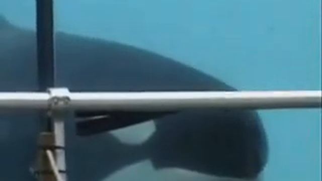 Orcas at Marineland Antibes смотреть онлайн