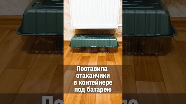 Быстрые всходы семян. Огурцы на рассаду #рассада #рассадаогурцов #проращиваниесемян #shorts смотреть онлайн