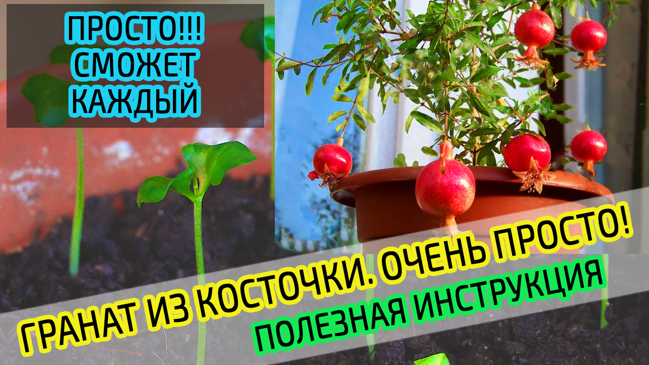 Выращиваем гранат из косточки дома. Гранат из магазина. ПРОСТО!!! смотреть онлайн