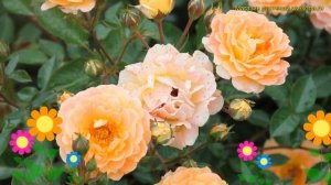 Роза чайно-гибридная Бесси. Краткий обзор, описание характеристик, где купить саженцы Bessy