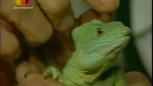 В мире животных с Николаем Дроздовым 2009 г Выпуск - 25