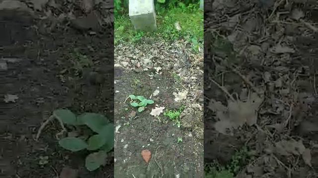 Кабачки и огурчики взошли 3.06.24