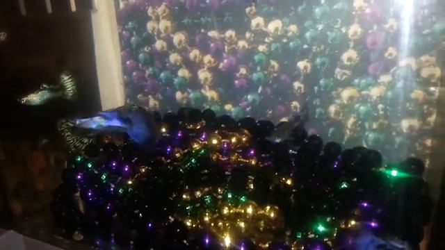 Mardi Gras смотреть онлайн