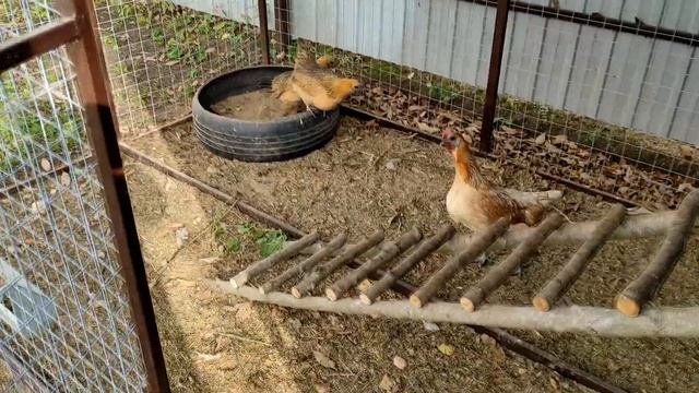 Новый курятник на 20 курочек смотреть онлайн