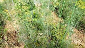 томат ультраскороспелый