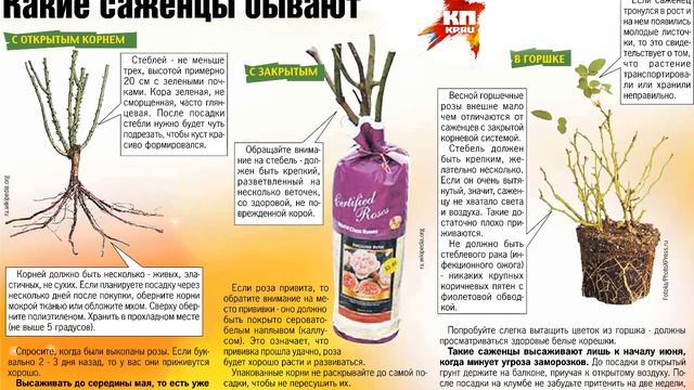 ПОСАДКА РОЗ ВЕСНОЙ || Подготовка роз к посадке весной Посадка роз весной в открытый грунт смотреть онлайн