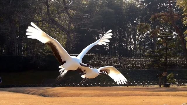【ハイスピード撮影】岡山後楽園タンチョウの放鳥2014 смотреть онлайн