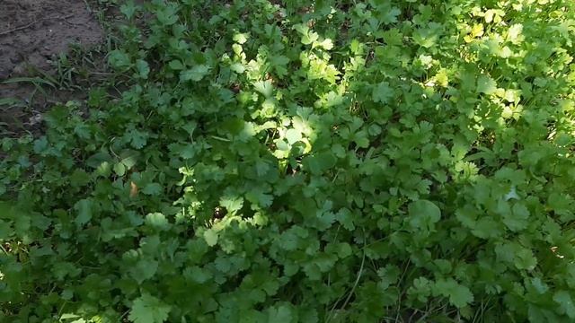 УРГУТ! СЕЛЬСКАЯ ЖИЗНЬ в ГОРНОМ КИШЛАКЕ!@ranokamolova