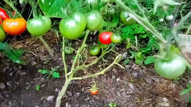 ЗАморозки приближаются, убираю все овощи из теплицы. смотреть онлайн