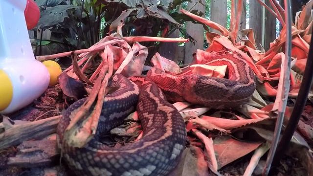 CARPET PYTHON IN UPPER COOMERA смотреть онлайн