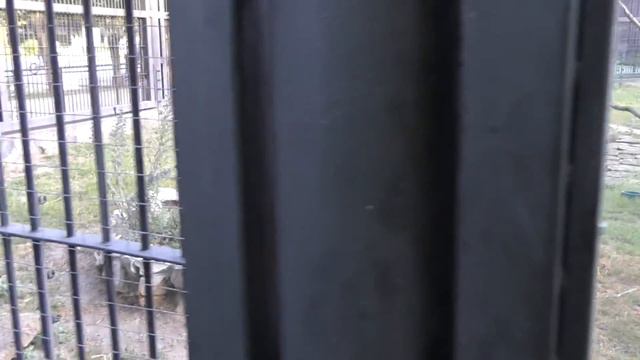 Воронежский зоопарк ( парк авиастроителей ) смотреть онлайн