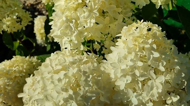 Метельчатая гортензия Скайфолл смотреть онлайн