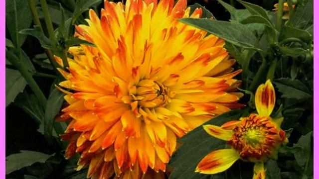 БЕЛЬМОНТАС смотреть онлайн