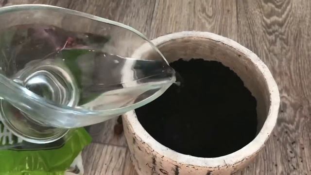 Как пересадить денежное дерево смотреть онлайн