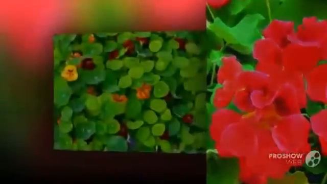 Цветы Настурция (Tropaeolum flower) смотреть онлайн