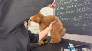 СТРИЖКА миниатюрного ПУДЕЛЯ: узкие лапы, плавный переход от корпуса к лапам и хвост трубой.