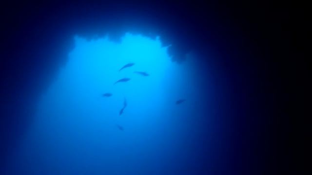 BLUE HOLE DAHAB. TUNA dancing in the Arch. / БЛЮ ХОЛЛ ДАХАБ. ТУНЦЫ ПОД АРКОЙ смотреть онлайн