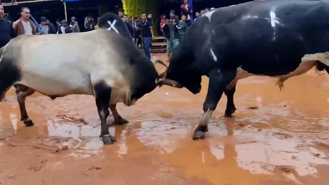 Mulum ? Python, iadaw masi || bullfight смотреть онлайн