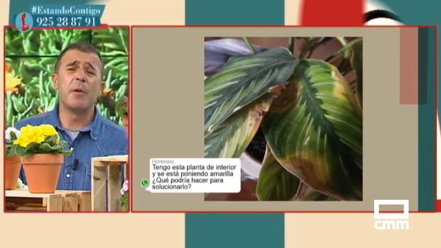 Los tipos y cuidados de las Prímulas | Estando Contigo смотреть онлайн