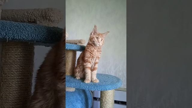 Мейн-кун Клаус, 6 мес, красный солид смотреть онлайн