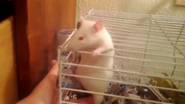 Sloth Escaping From Her Cage смотреть онлайн