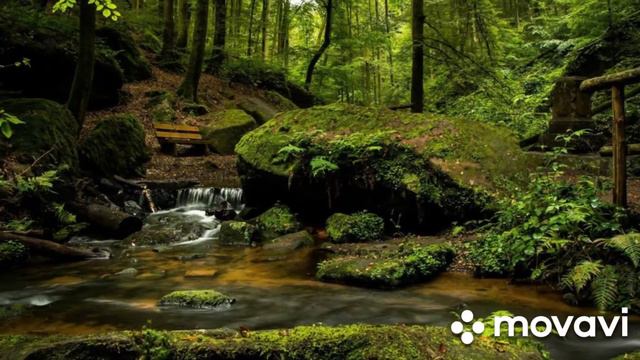 Музыка с пением птиц смотреть онлайн