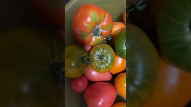 Сладчайшие ТОМАТЫ🍅🍅🍅назрели!#сладкиесортапомидор