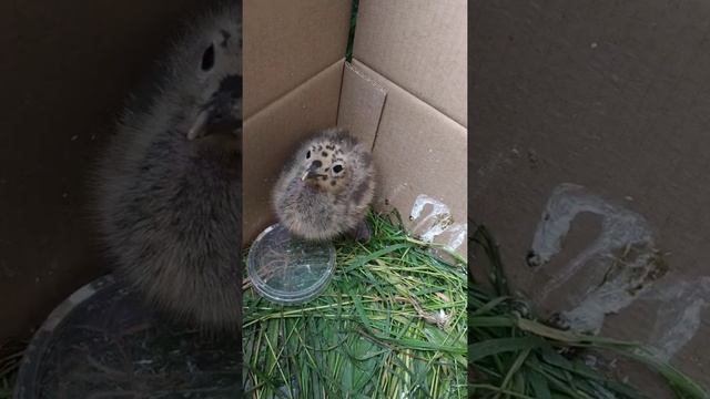 Дикая Природа в Доме