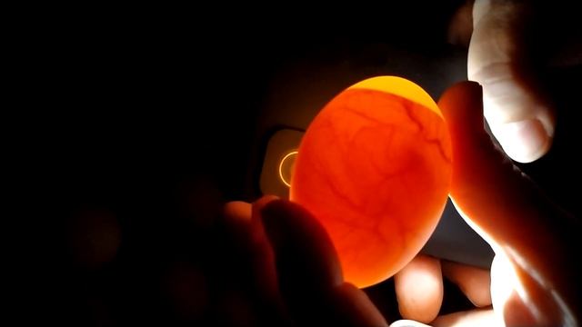 Просвечиваем яйца 5-6 день инкубации. Яйца подложила на второй день дополнительно. смотреть онлайн