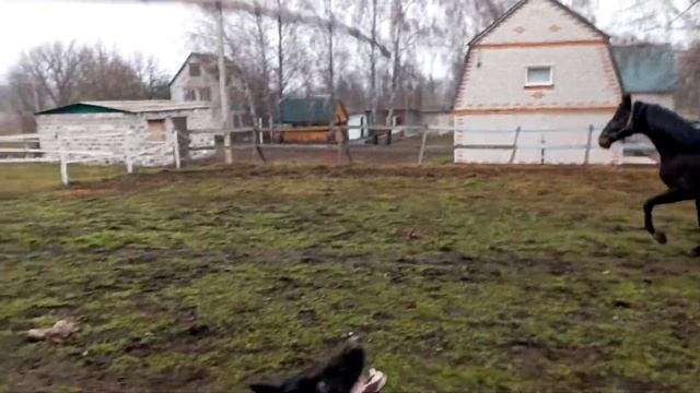 Лошадь фыркает смотреть онлайн